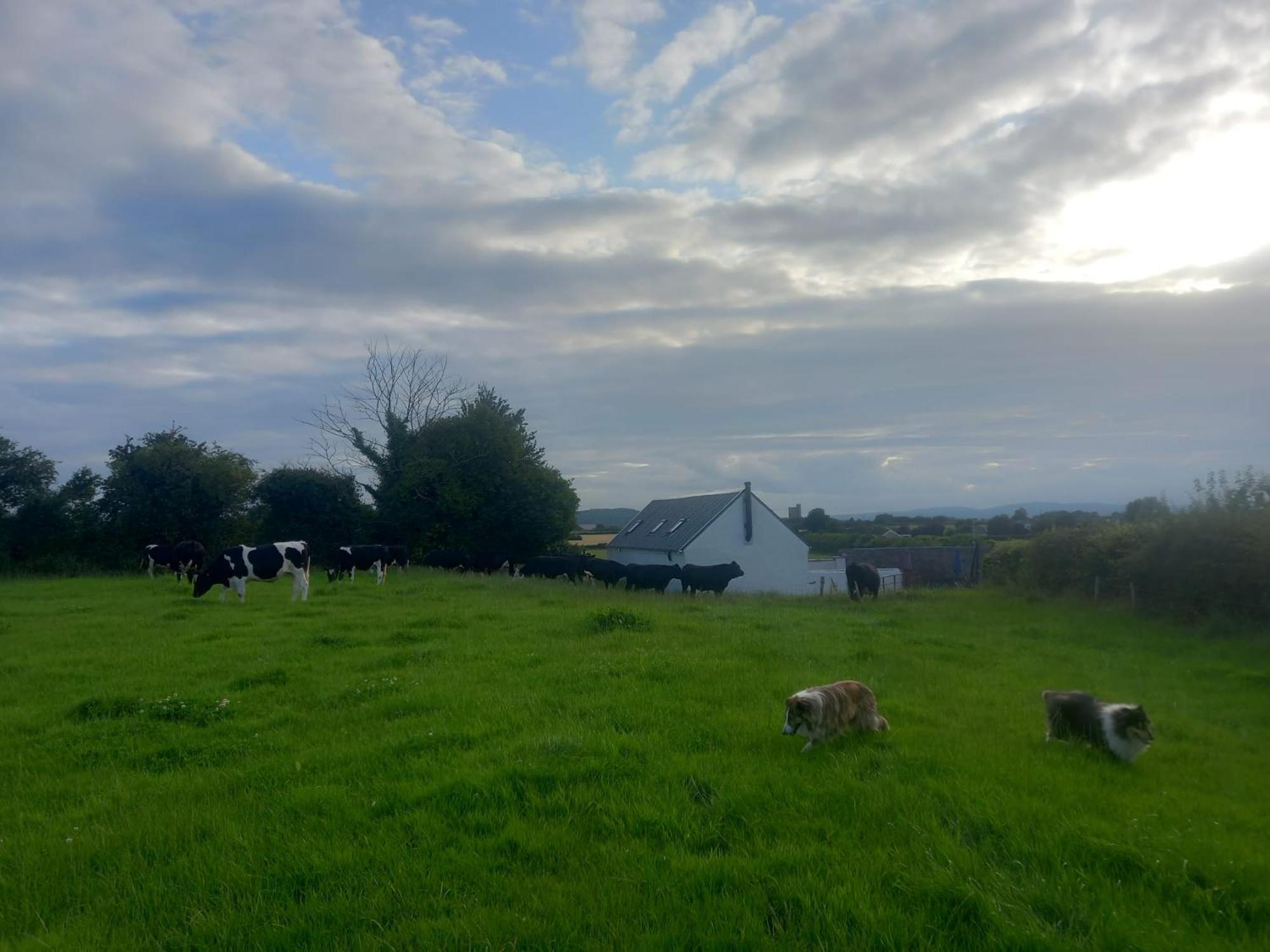 Kitty'S Cottage - Horse And Jockey, Cashel Thurles Exterior foto